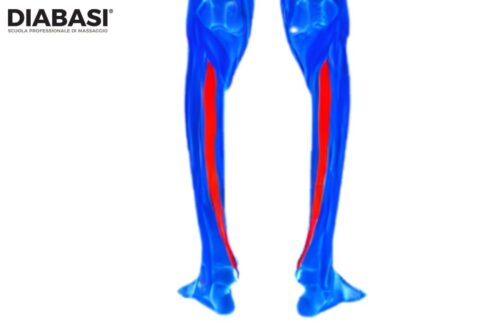 Tibiale Posteriore Cenni Di Anatomia E Massaggio DIABASI