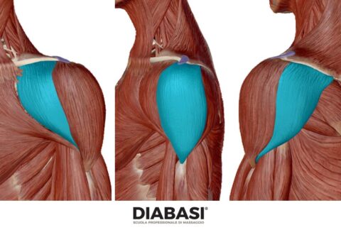 Muscolo Deltoide Anatomia E Massaggio Blog Diabasi