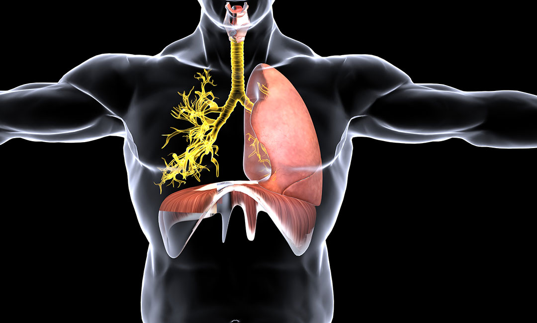 respirazioe-apparato-respiratorio-polmoni-trachea-alveoli-scuola-massaggi-diabasi-duilio-la-tegola-1080x675