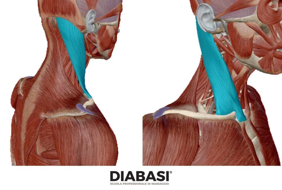 Sternocleidomastoideo: Anatomia e Massaggio | DIABASI®