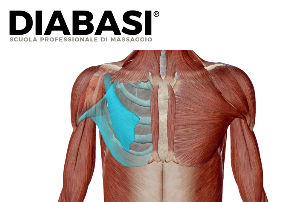 Muscolo Piccolo Pettorale: Anatomia, Dolore, Massaggio