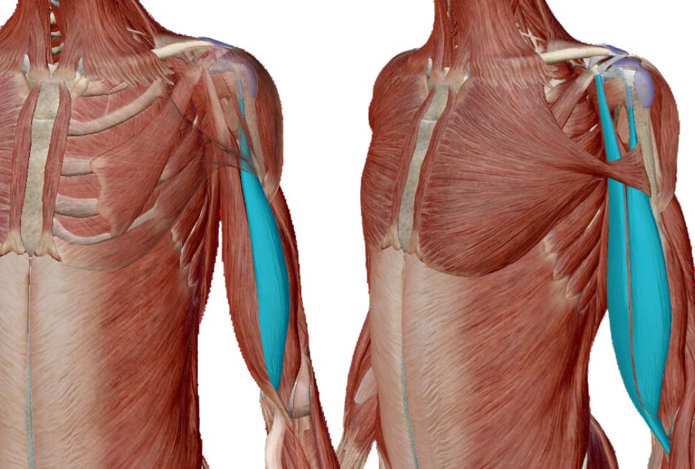 muscolo bicipite brachiale: anatomia dolore tecniche di massaggio professionale Diabasi®