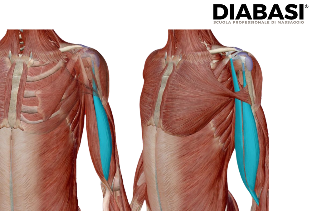 Muscolo Bicipite Brachiale: Anatomia, Dolore e Tecniche di Massaggio